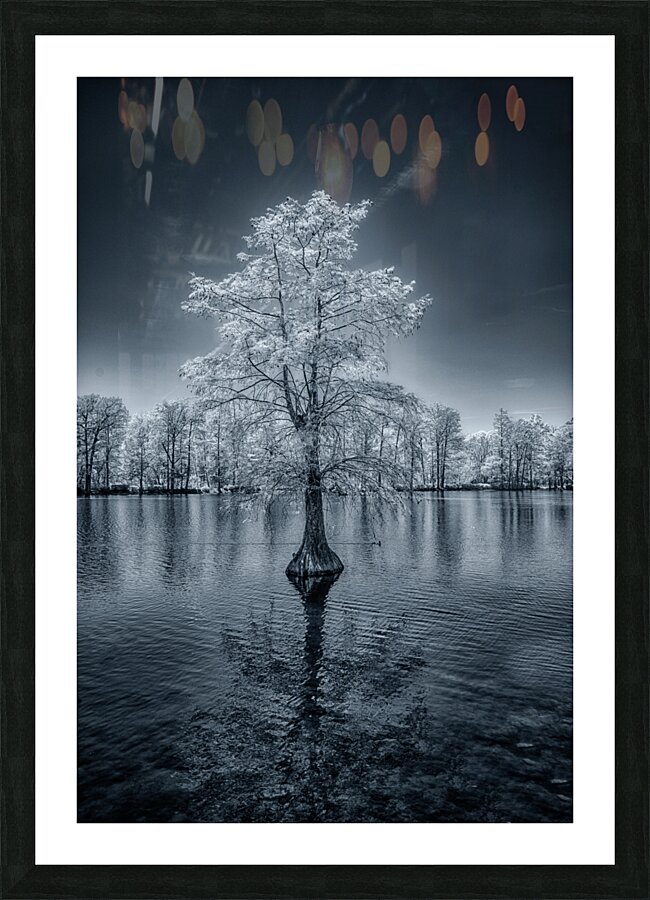 Whispers of Winter in Spring: Lone Sentinel  Framed Print Print