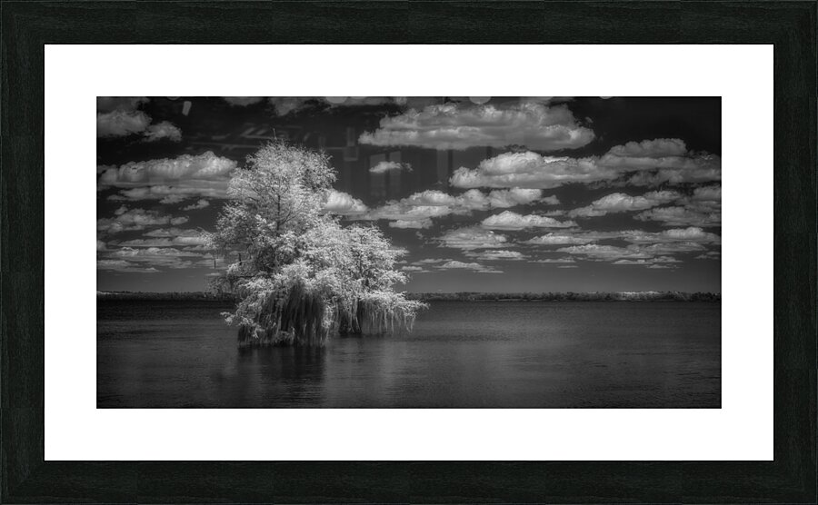 Exploring Serenity: Santee State Parks Cypress Oasis in Stunning Infrared Picture Frame print