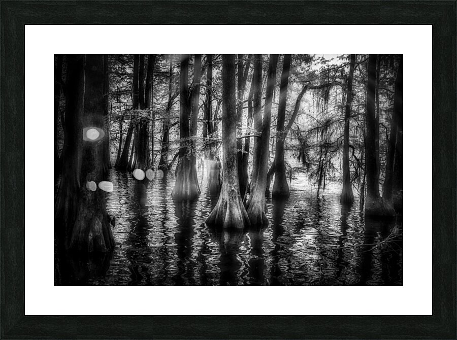 Sun Lighted Cypress -1 Picture Frame print