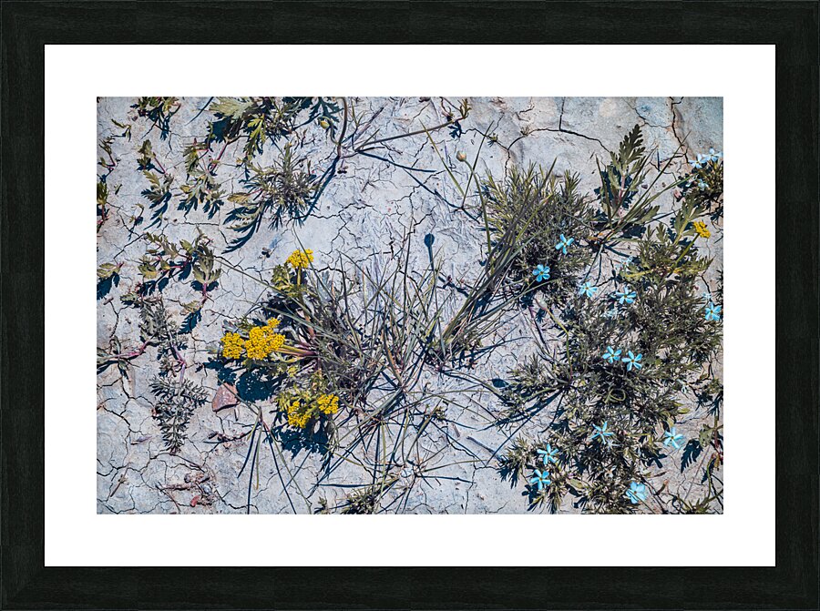 Blooms in the Badlands: A Burst of Color on the Dried Mud Tundra  Framed Print Print