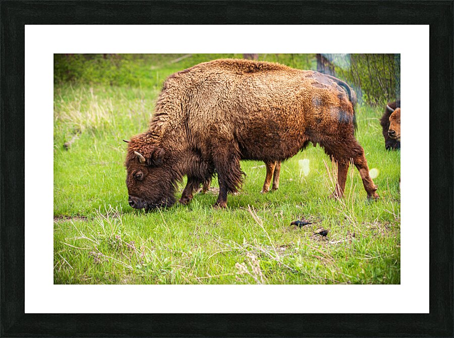 Bison Tales: Prairie Presence  Framed Print Print