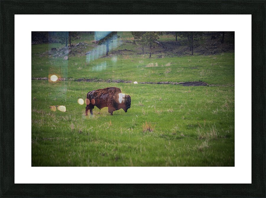 Bison Tales: Roaming the Wild Frontier Picture Frame print