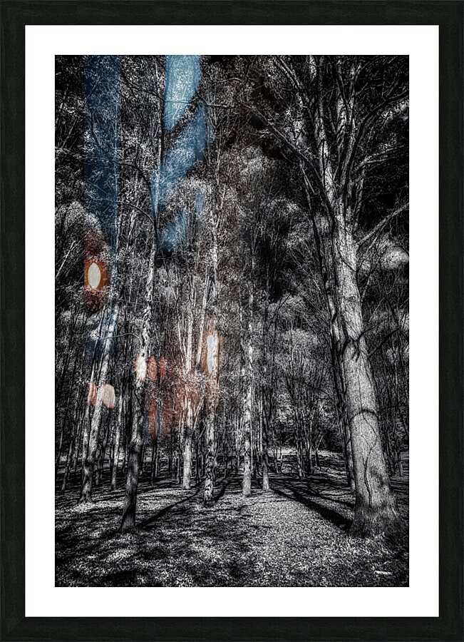 Tall Dark Symphony: A Winters Tale in Infrared Black and White  Framed Print Print