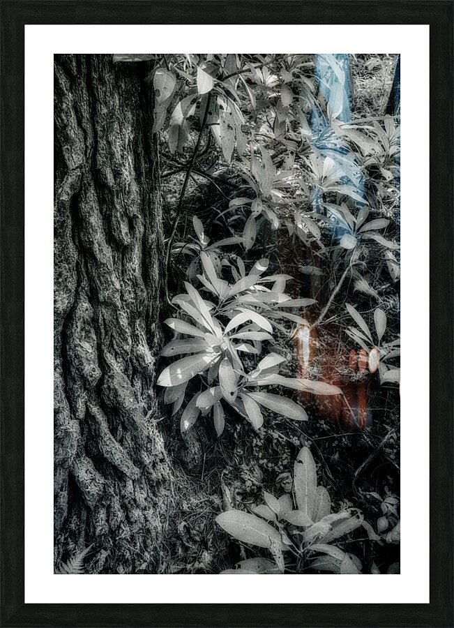 Shadows and Light Dance: Kentucky Leaves Picture Frame print