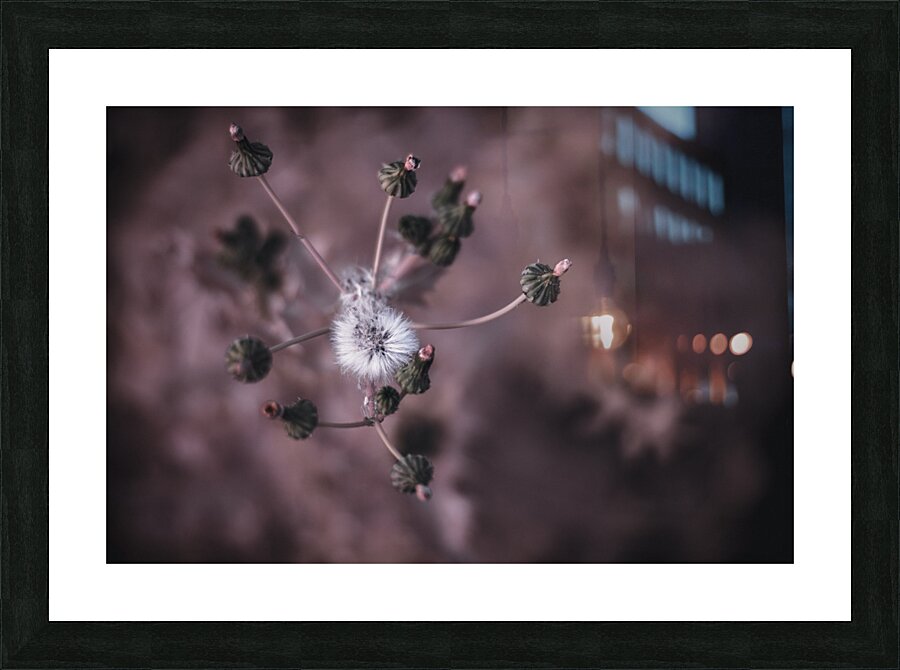 Whispers of Nature: Capturing the Essence of Dandelion Seeds  Framed Print Print