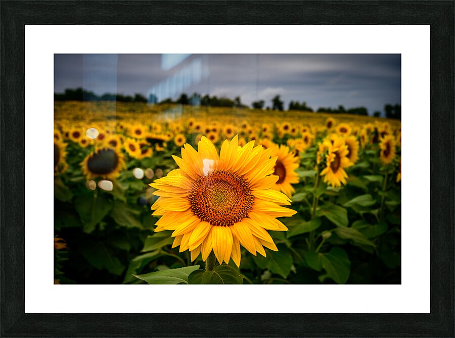 Single Sunflower  Framed Print Print