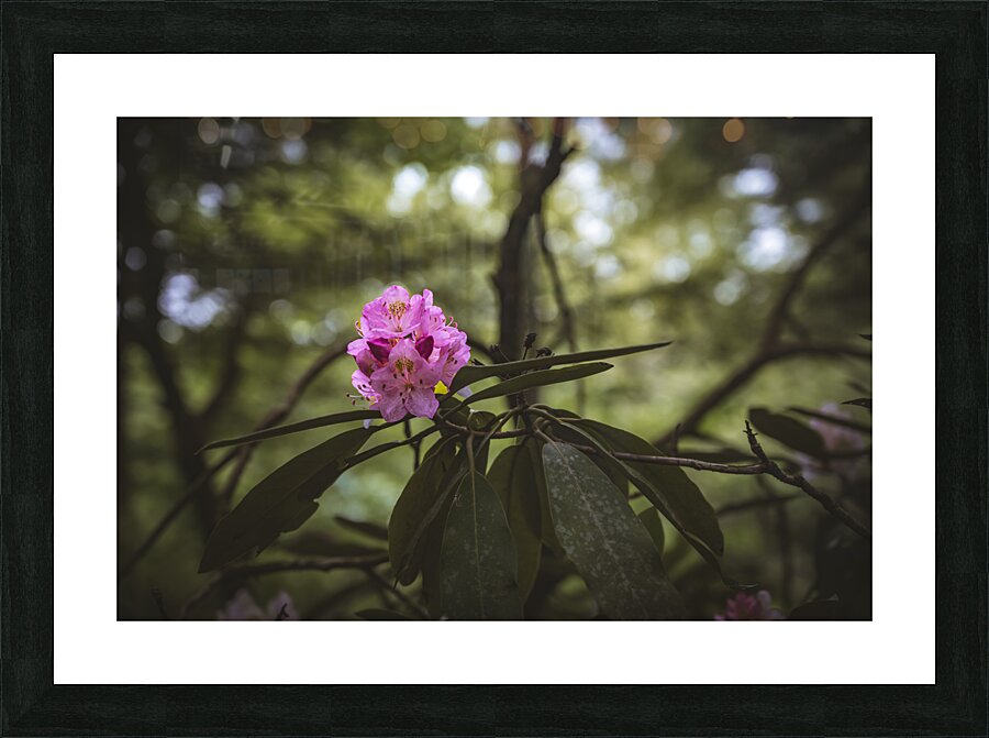Rhodie - 1 Picture Frame print