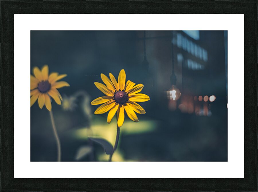 Vibrant Blooms: Full Spectrum Photography of Black-Eyed Susan Flowers in Tennessee Picture Frame print
