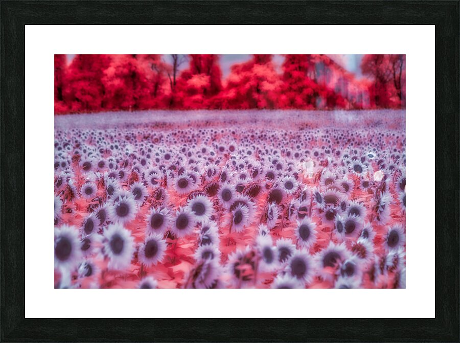 Pink Sunflowers  Framed Print Print
