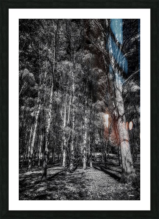 Tall Dark Symphony: A Winters Tale in Infrared Black and White  Framed Print Print