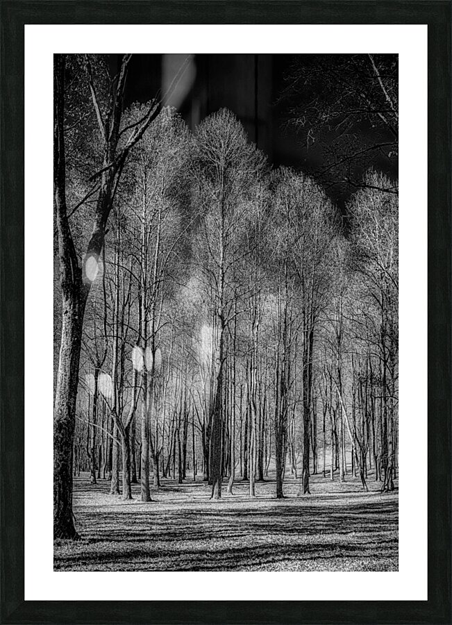 Winters Monochrome Symphony: A Stark Journey Through Knoxvilles Enchanted Woodlands  Framed Print Print