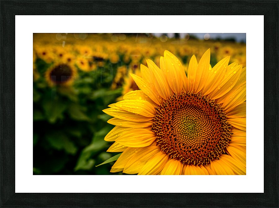 Corner Sunflower: A Radiant Touch of Natures Beauty Picture Frame print