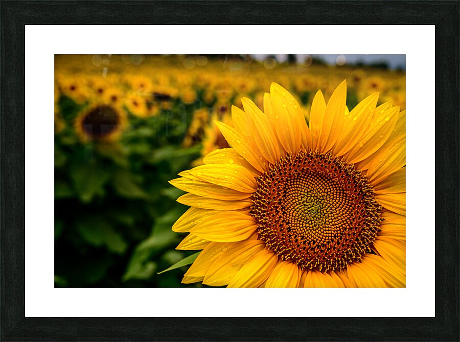 Corner Sunflower: A Radiant Touch of Natures Beauty  Framed Print Print
