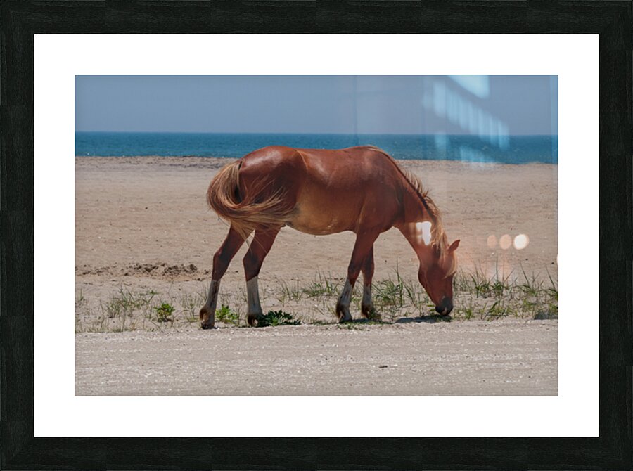 Coastal Grazing Picture Frame print