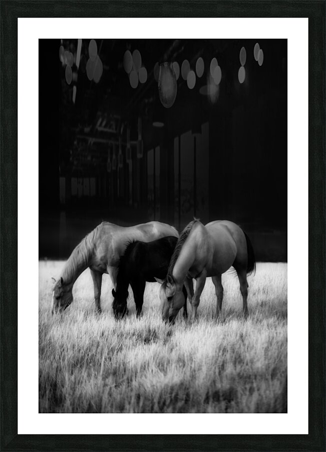 Black Horse Hiding: A Montana Ranch Trio in Infrared Harmony  Framed Print Print