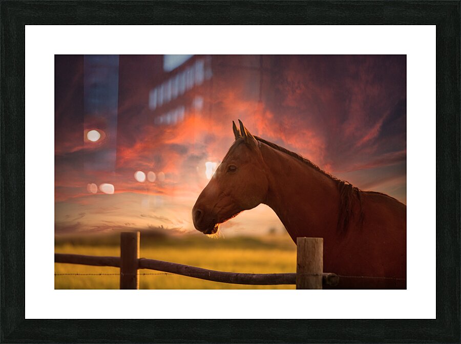 Ernie at sunset Picture Frame print