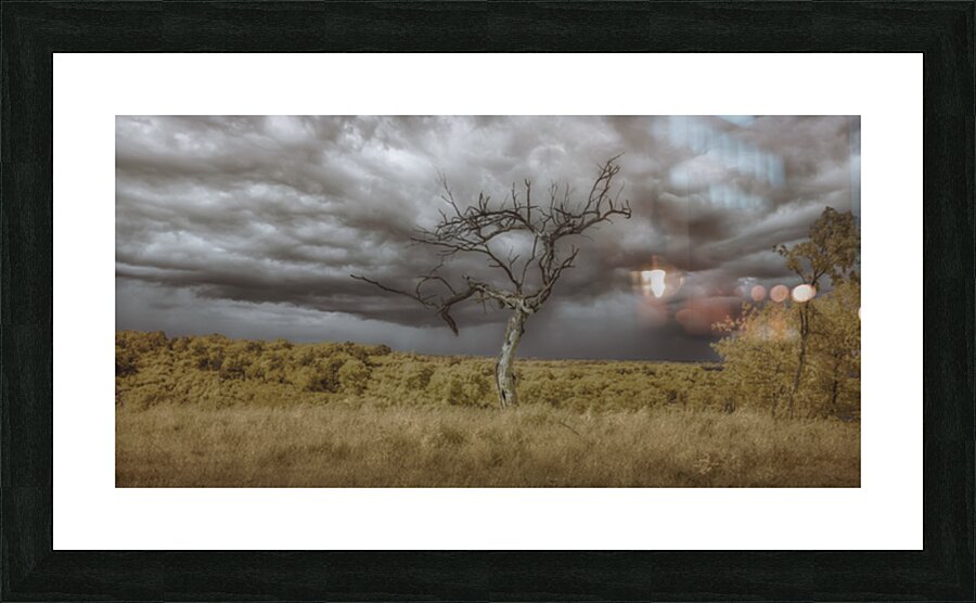 Barren Sentinel Amidst Storms Embrace Picture Frame print
