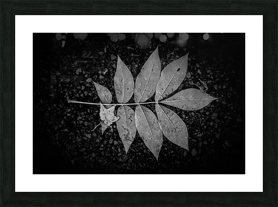  Rainy Day Wonder: Discovering Wishing Leaves at Tims Ford State Park Tennessee  Framed Print Print