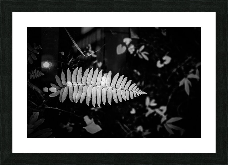 Fern Elegance Picture Frame print