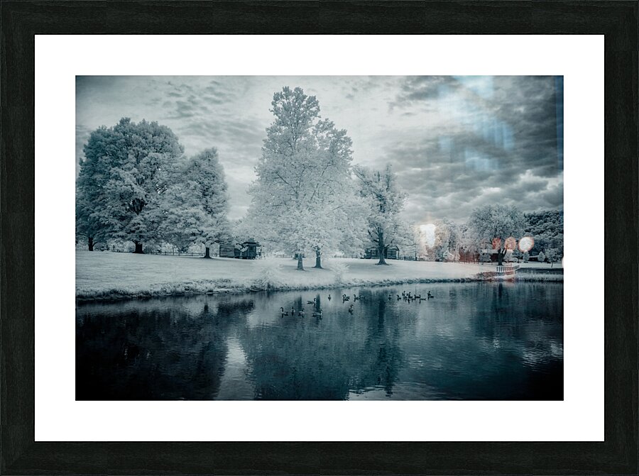 Silent Sentinels: Stonewalls Childhood Trees Picture Frame print