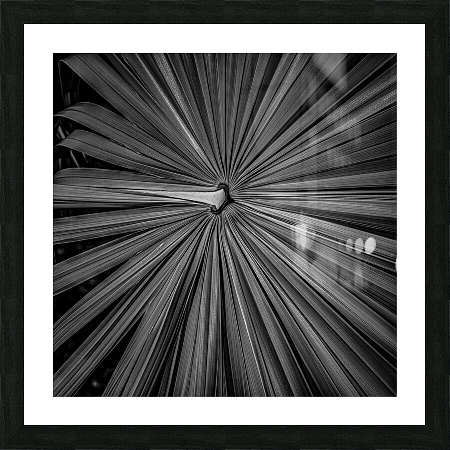 Palm Symmetry Elegance  Framed Print Print