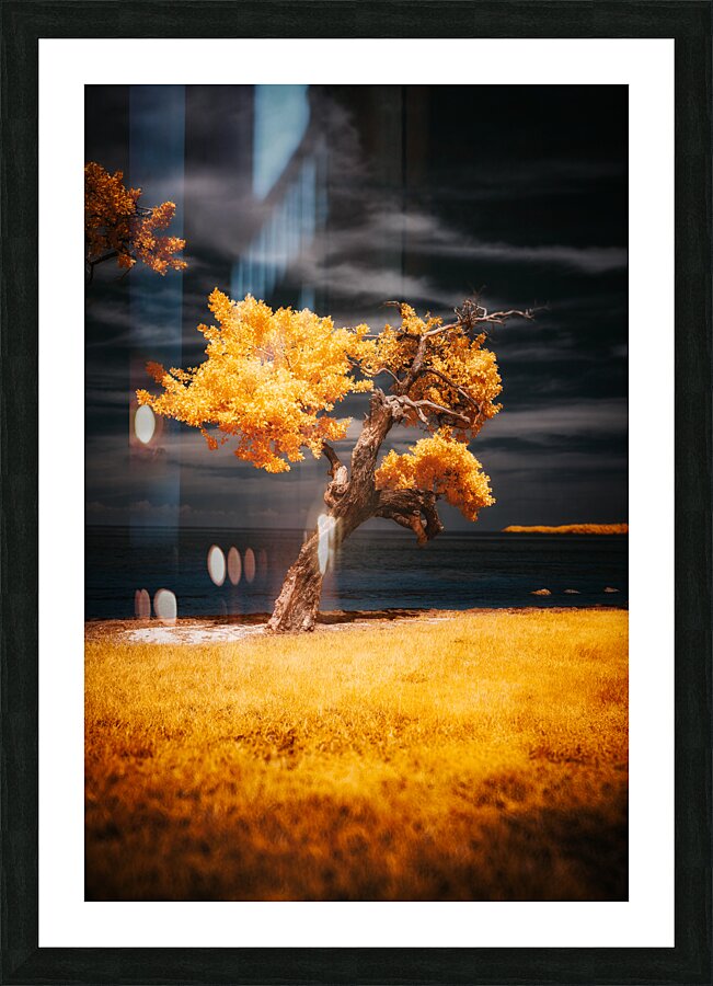 Golden Guardian: A Mystical Tree on Sunshine Key Impression et Cadre photo
