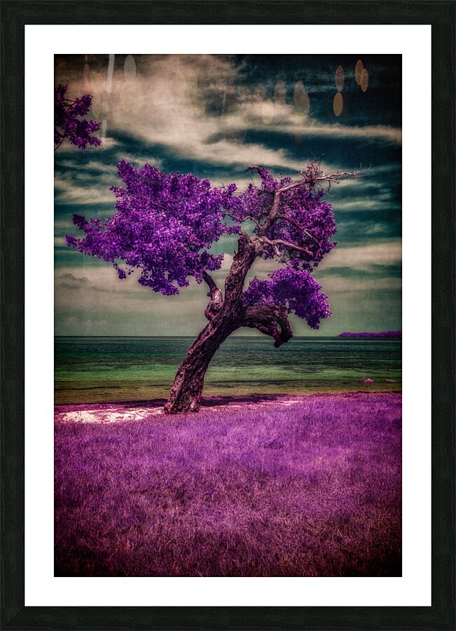Purple Beach Tree: A Tranquil Portrait of Sunshine Keys Coastal Charm  Framed Print Print