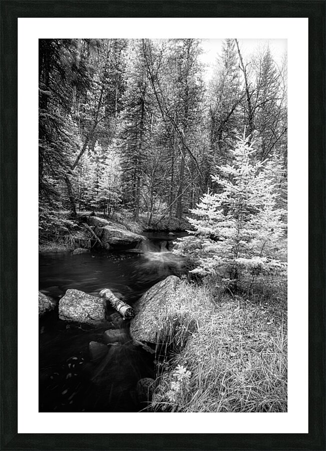 Monochromatic Serenity: Exploring Grace Coolidge Creek in Custer - 2  Framed Print Print