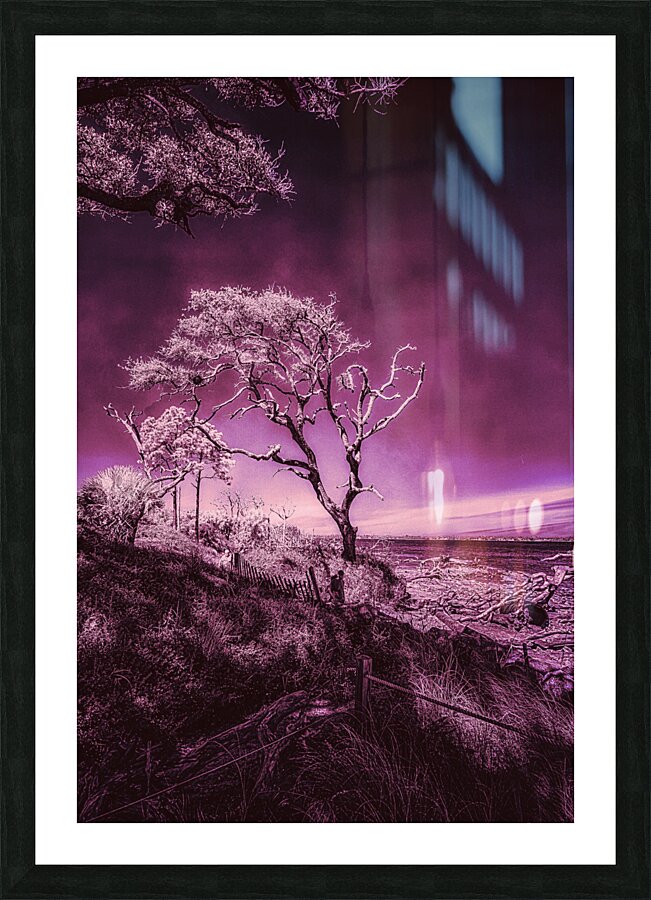Purple Bonsai:A Botanical Marvel Unveiled on Driftwood Beach  Framed Print Print