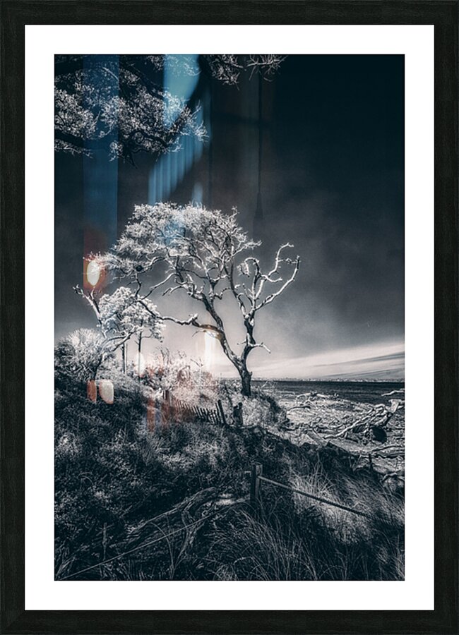 Black Bonsai:  A Botanical Marvel Unveiled on Driftwood Beach Picture Frame print