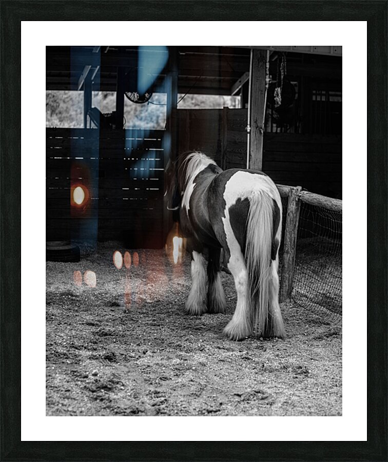 Mystique Unveiled: Capturing the Hidden Spirit of a Florida Horse Picture Frame print