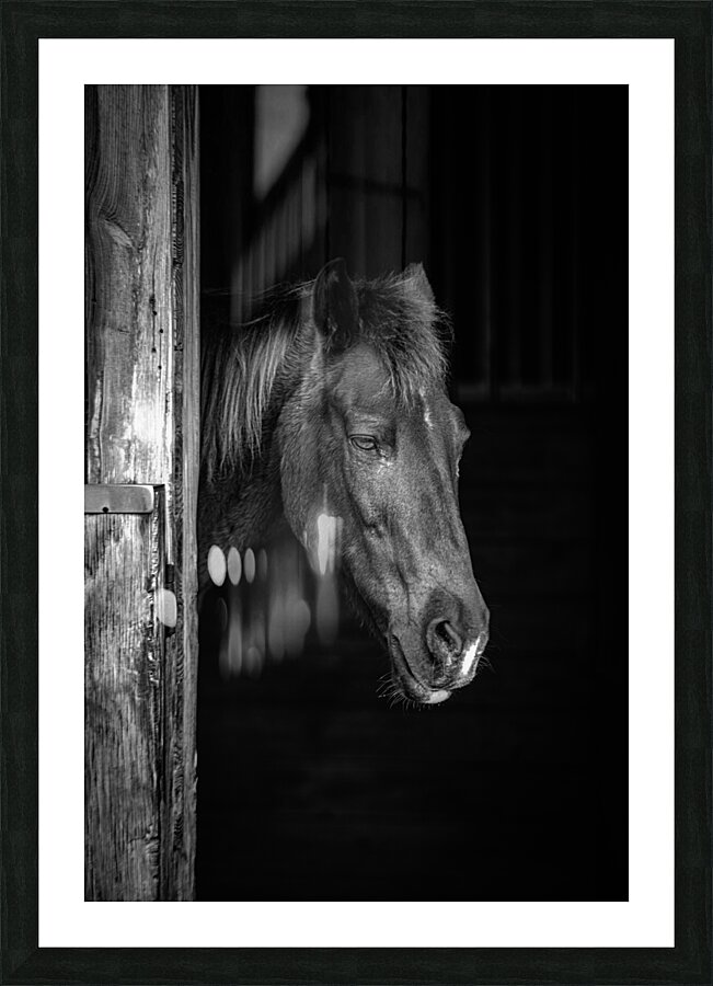  Whispers of Equine Solitude: A Sojourn into Floridas Horse Far  Impression encadrée