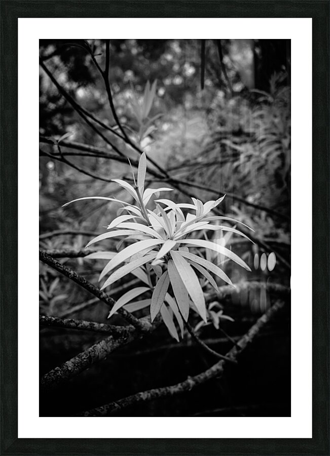 Rainy Day Wonders: Exploring Saint Marys Parks and the Intriguing Palm Tree Shoot  Framed Print Print