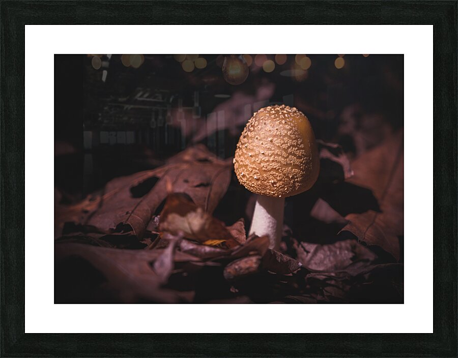 Mystical Fungi: Life Flourishing Among the Dead Picture Frame print