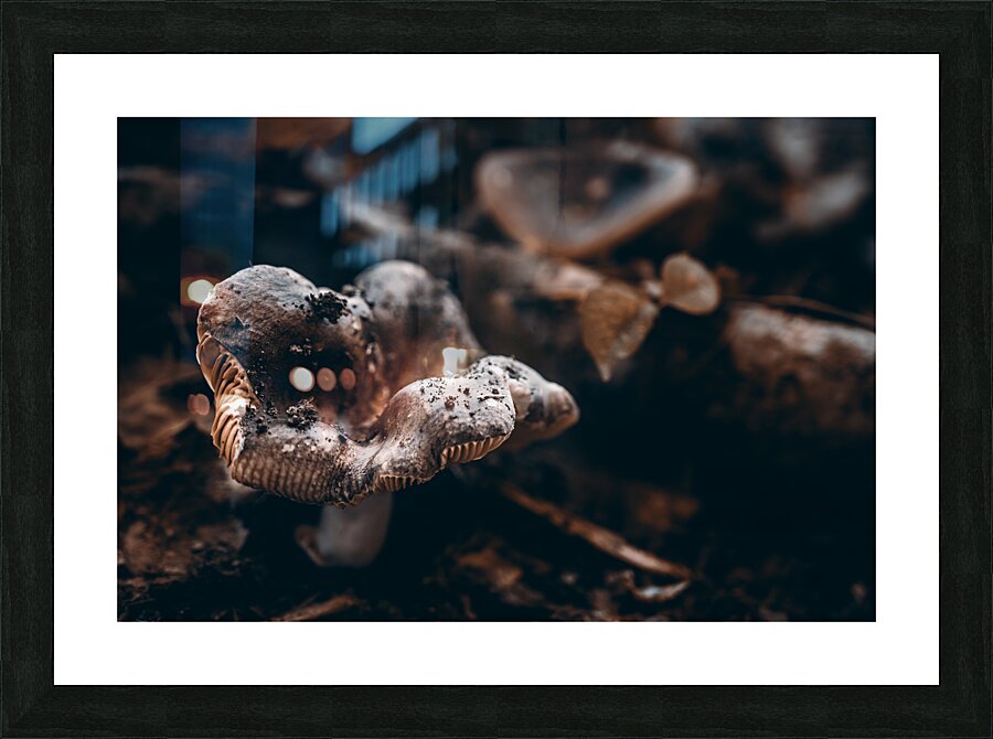 Mystical Fungi: Ring of Mystery Saturnine Mushroom  Framed Print Print
