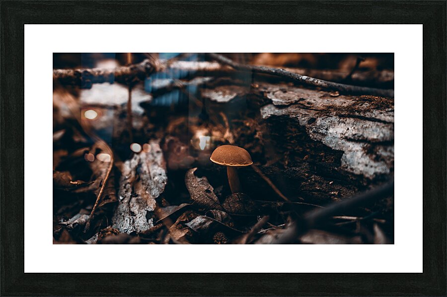 Mystical Fungi: Hiding Shroom Beneath Ferns and Foliage  Framed Print Print