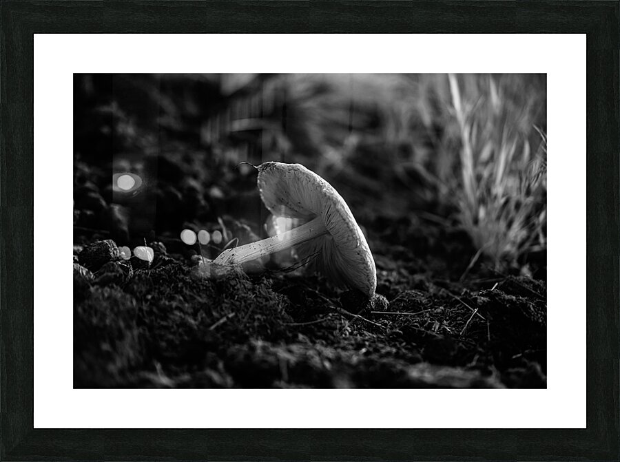 Montana Ranch Shroom: Golden Hoof Fungus Picture Frame print