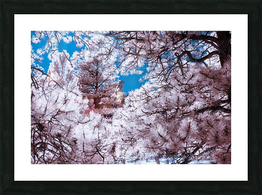 Chautauqua Chronicles: Pink Frame Picture Frame print