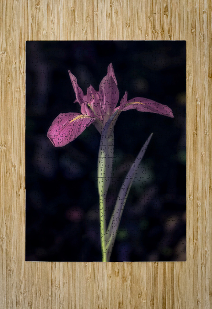 Pink Petals Eloquent Contrast Dream World Images Puzzle printing