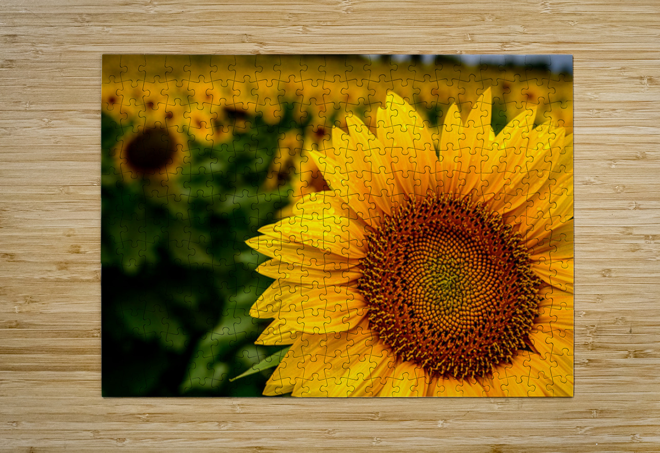 Corner Sunflower: A Radiant Touch of Natures Beauty Dream World Images Puzzle printing