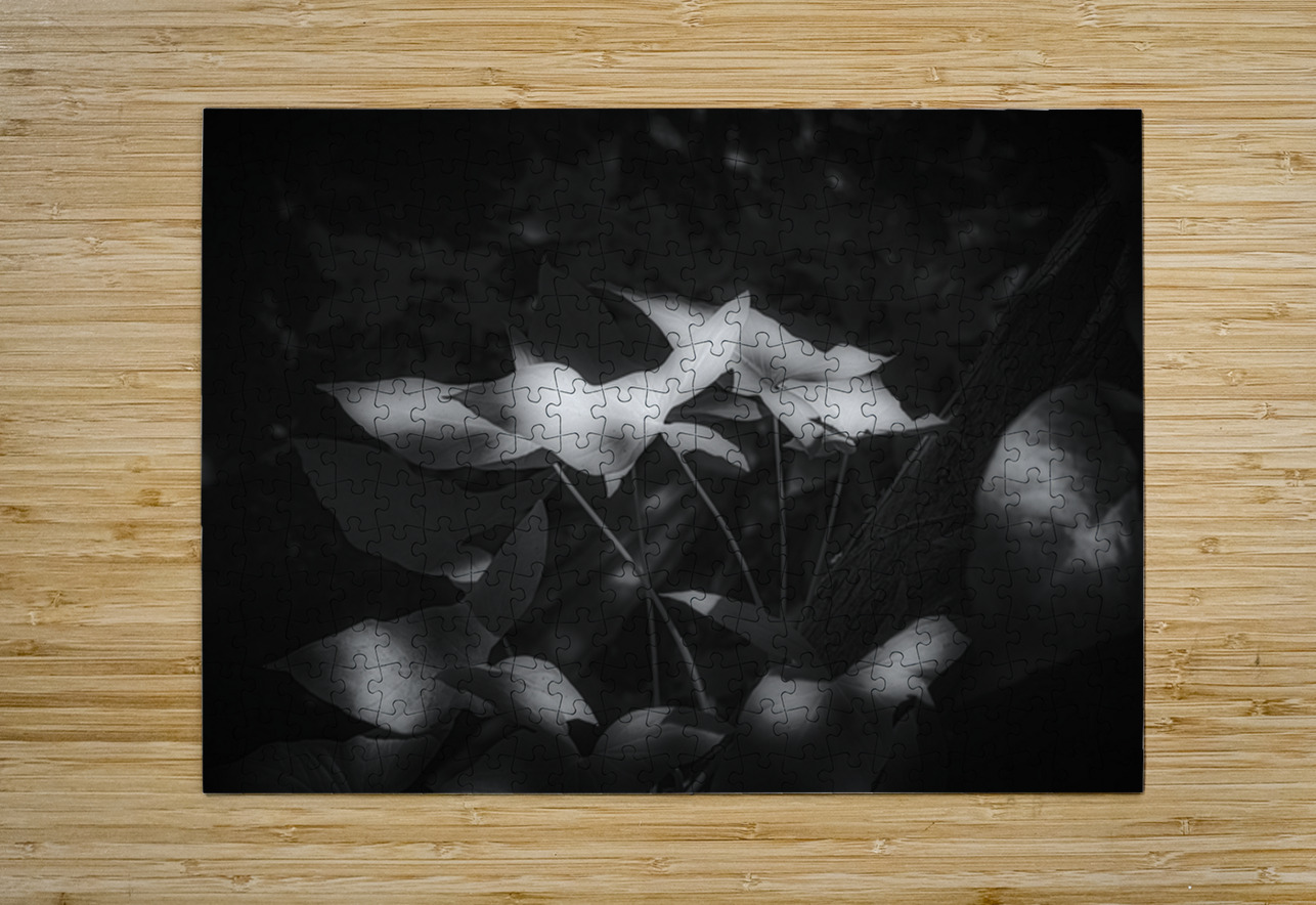 Six Petals of Quiet Fire Dream World Images Puzzle printing