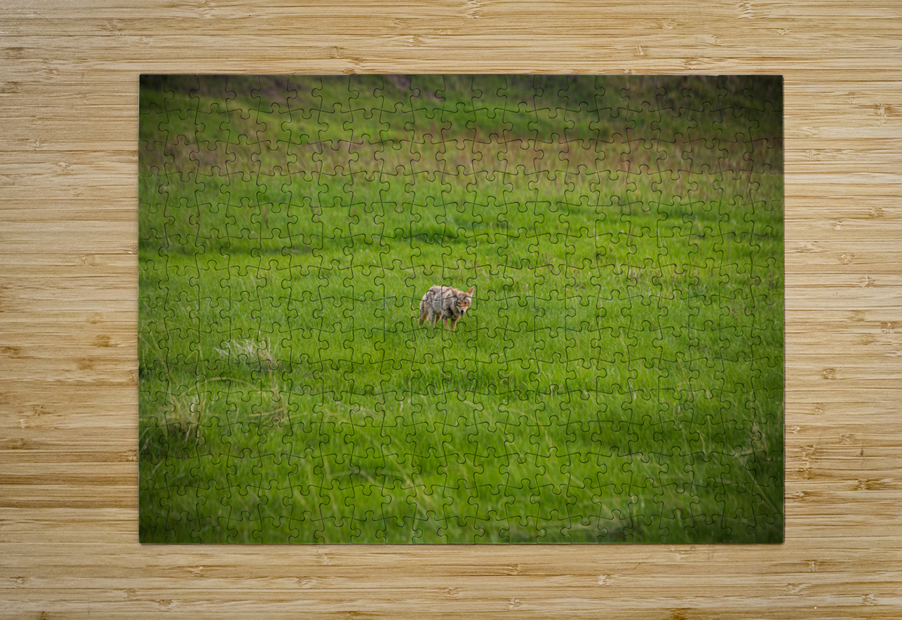 Wild Encounters: The Watchful Eye Dream World Images Puzzle printing