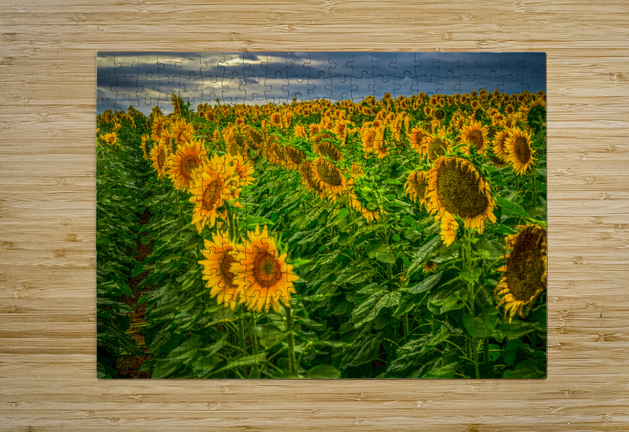 Sad Sunflower Row Dream World Images Puzzle printing