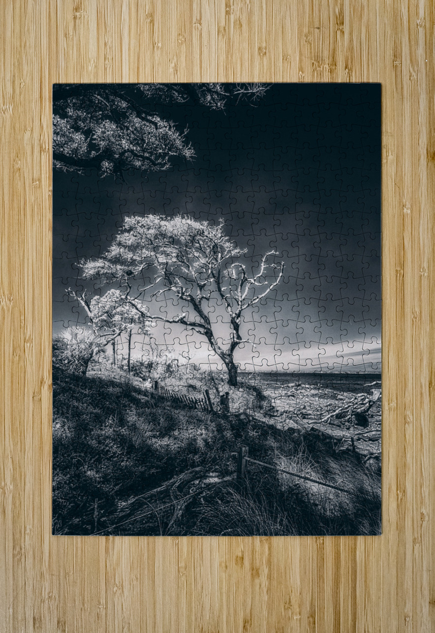 Black Bonsai:  A Botanical Marvel Unveiled on Driftwood Beach Dream World Images Puzzle printing