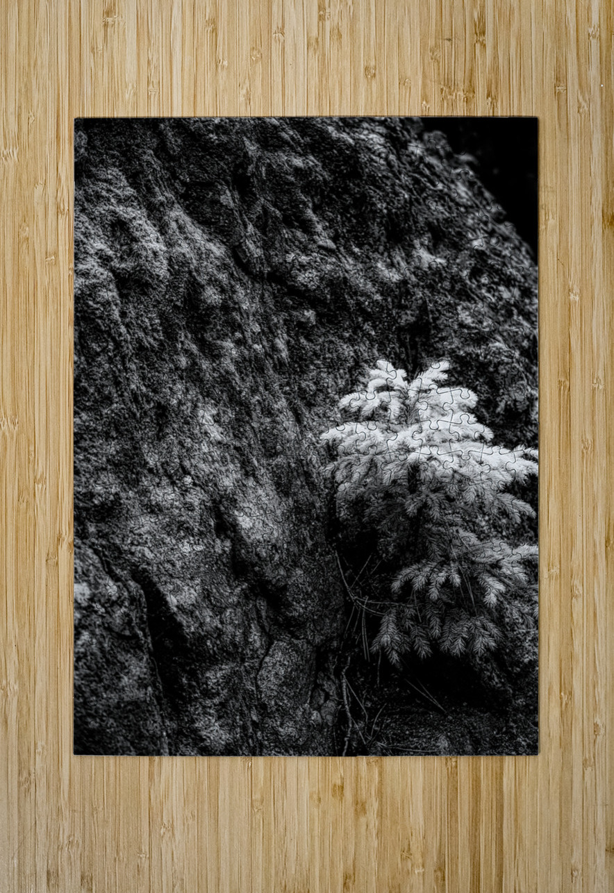 Exploring Sylvan Lake: Small Pine on a Rock Dream World Images Puzzle printing