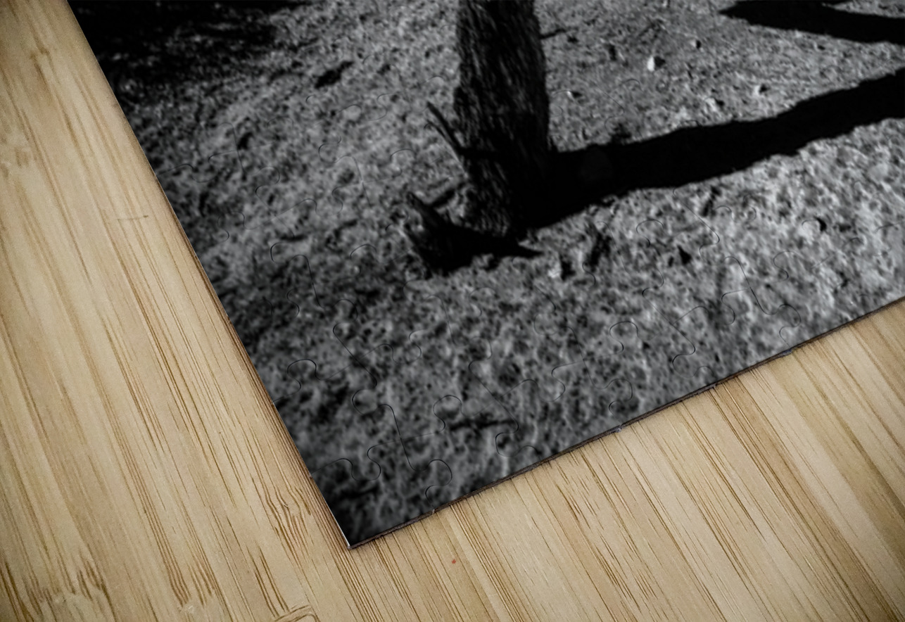 Desert Trees Shadowy Dance Dream World Images Puzzle