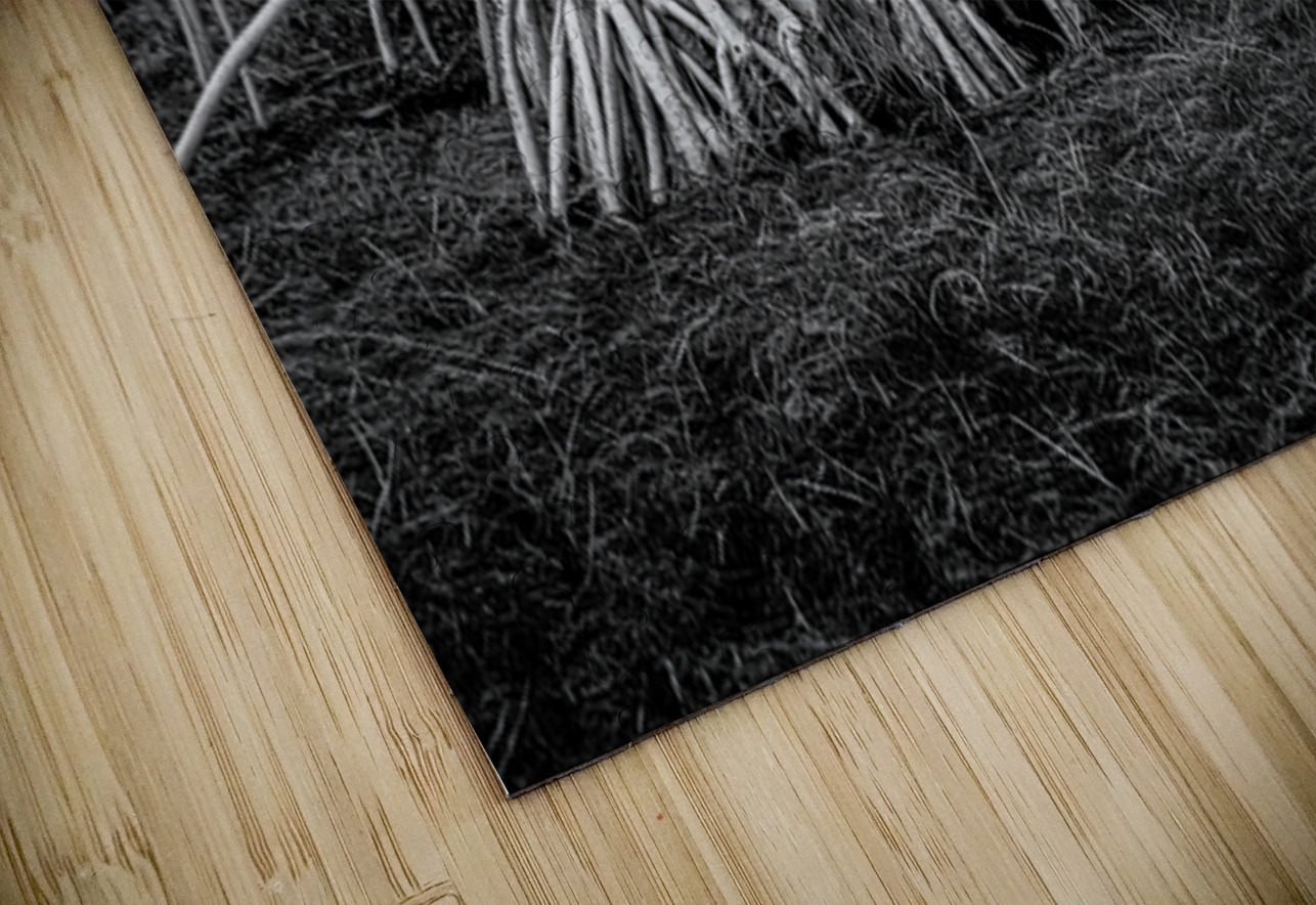 Enchanting Mangrove Tapestry: A Dance of Light and Shadows Dream World Images Puzzle