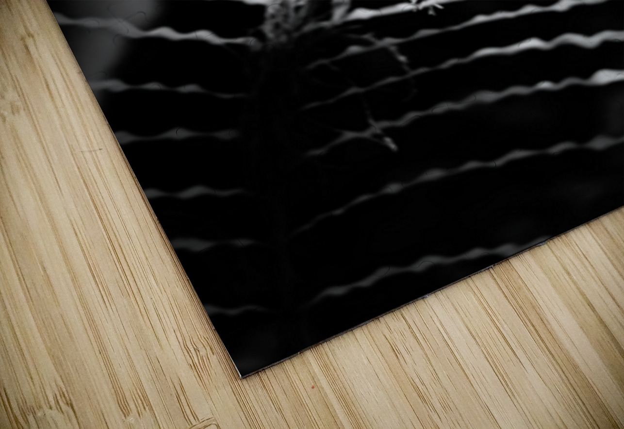 The Fern’s Quiet Frequency Dream World Images Puzzle