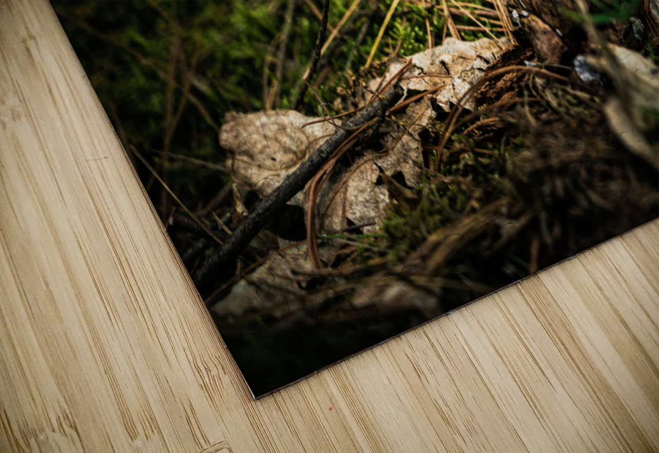 Pine Cone Dream World Images Puzzle