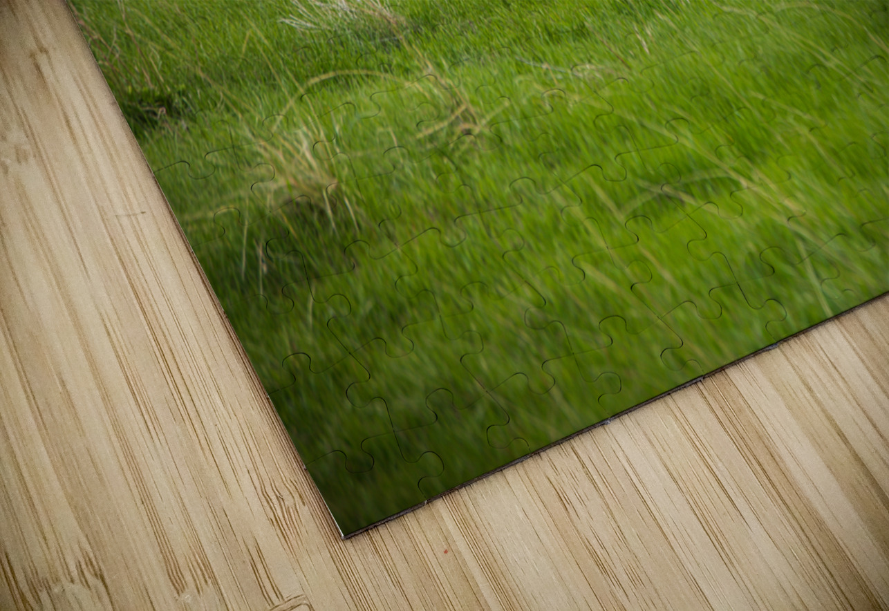 Wild Encounters: The Watchful Eye Dream World Images Puzzle